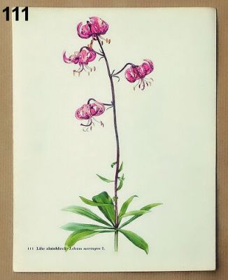 staré obrázky rostlin lilie zlatohlavá