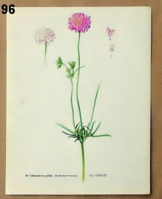staré obrázky z atlasu květin