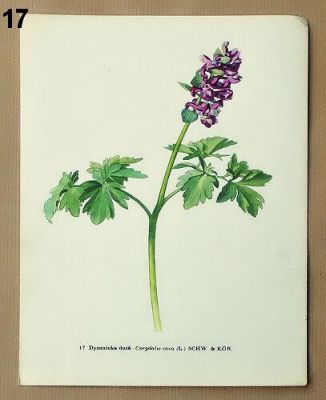 listy ze starého atlasu rostlin